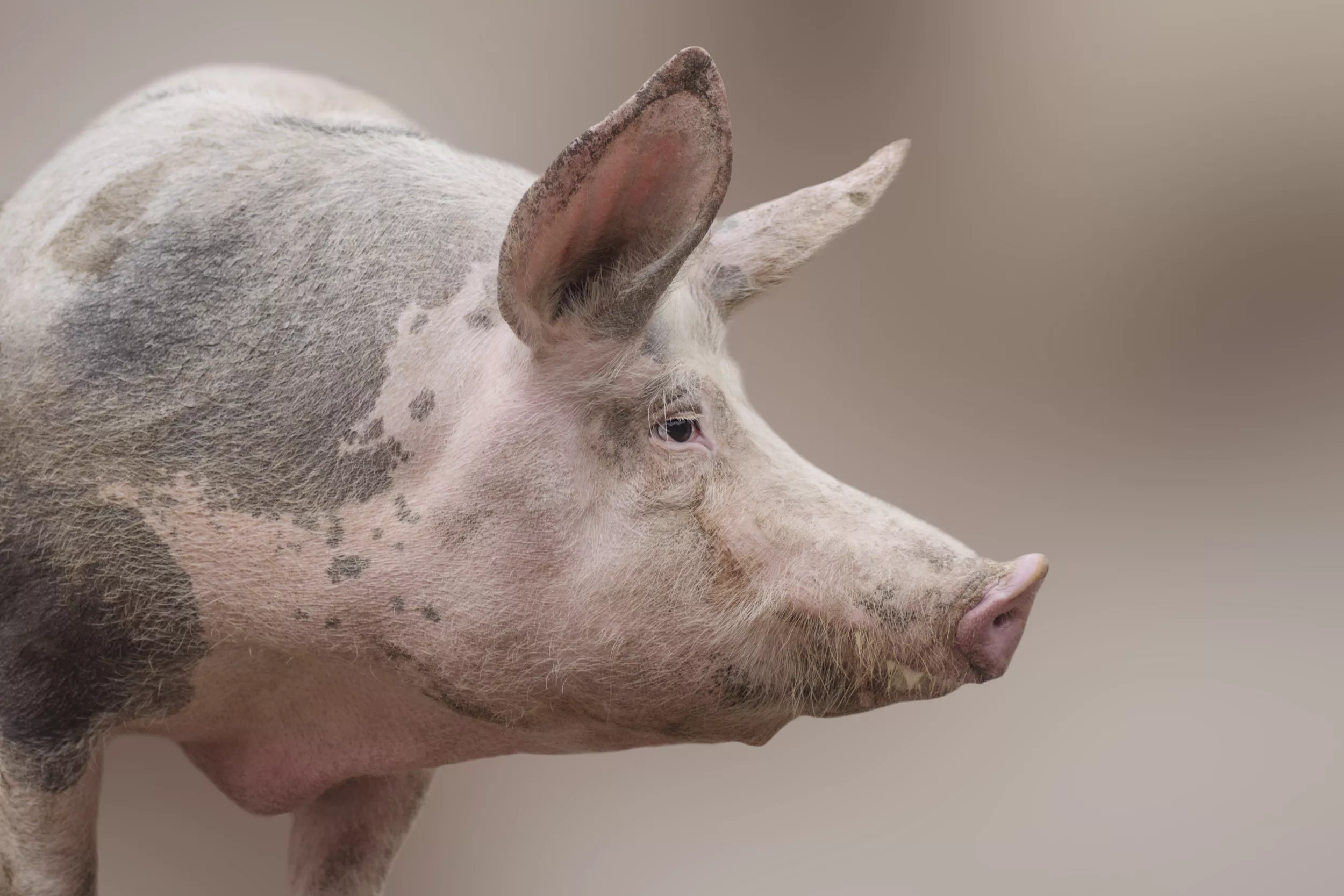 Frozen Dead Pigs Spotted Suspended Above City Streets in Bizarre Incident - Vimarsana News