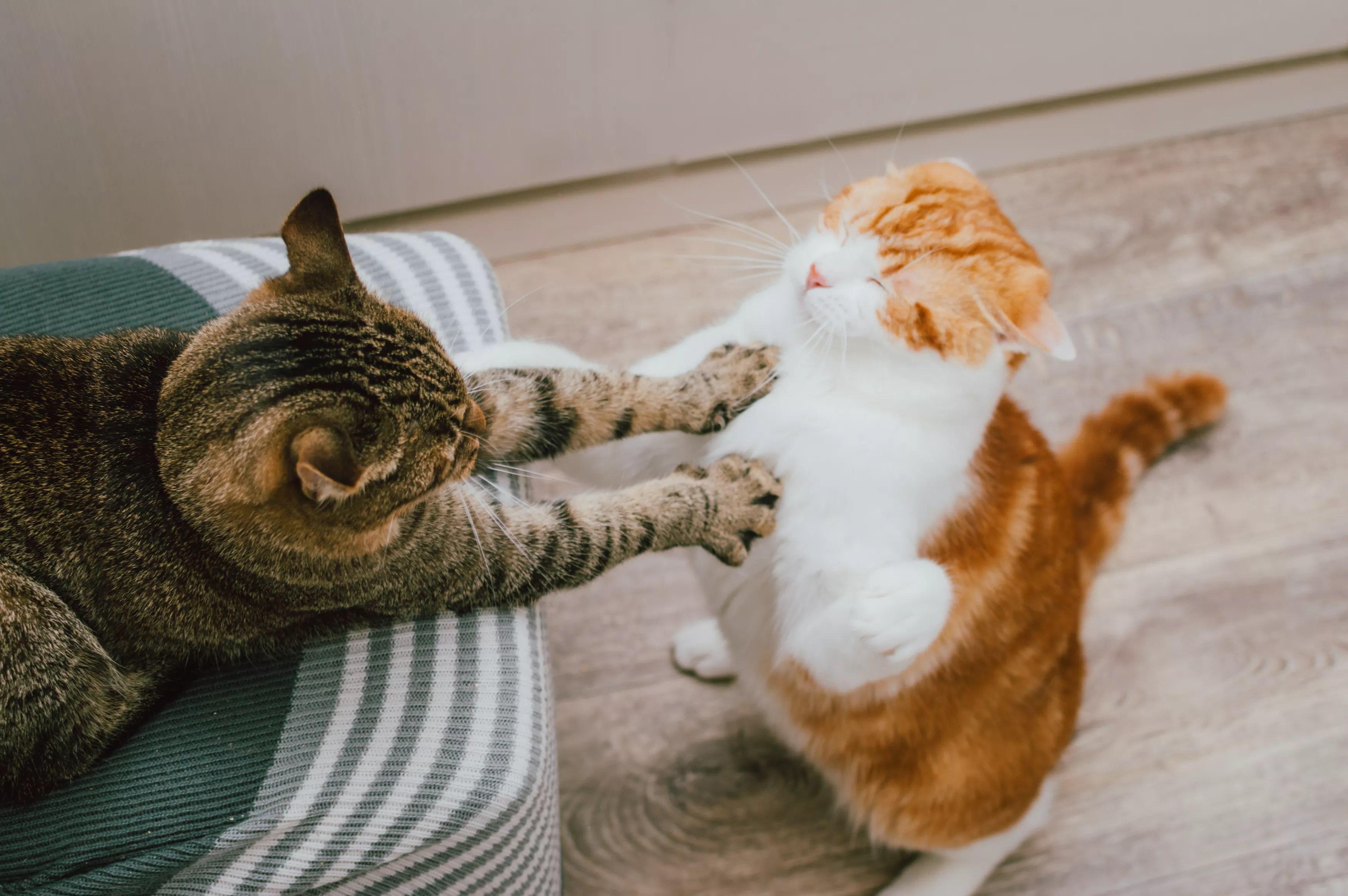Cat Sanctuary Films the Hilarious 'Minor Kerfuffles' Between Residents - Vimarsana News