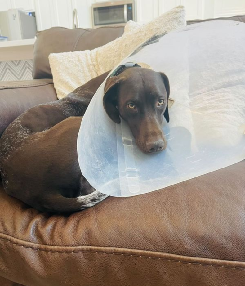 Mabel the dog with her new cone