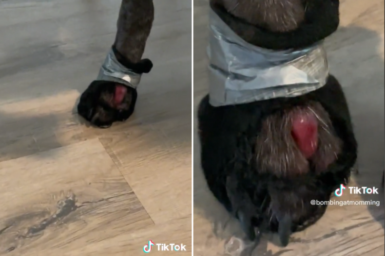 Mabel's toenail infection