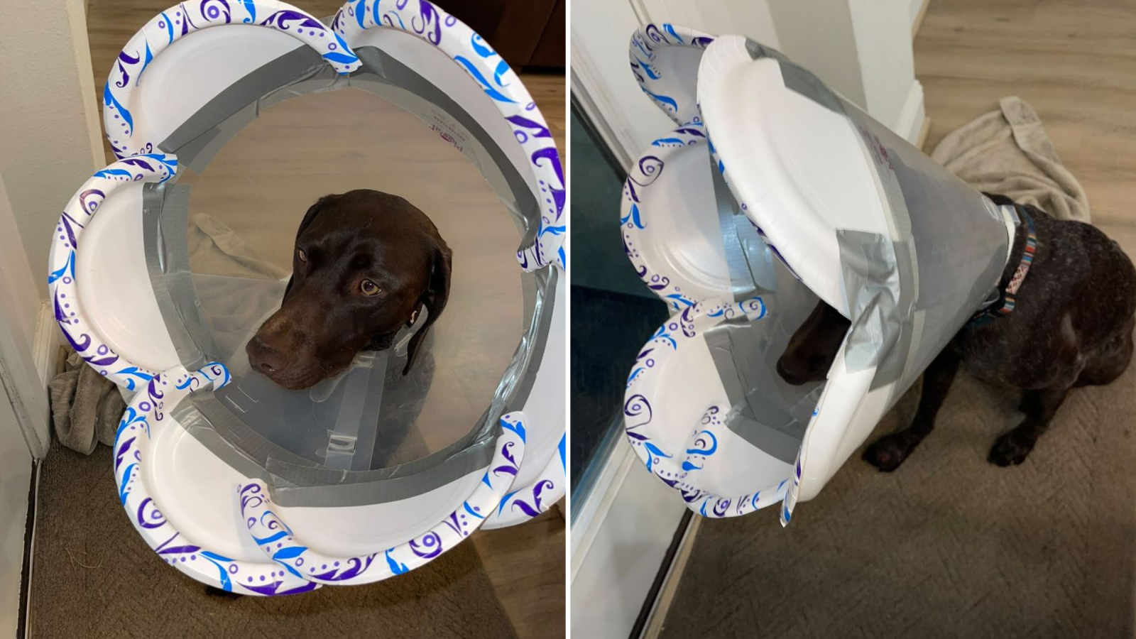 Dog Owner Hilariously Forced To Improvise After Cone of Shame Is Too Small Newsweek