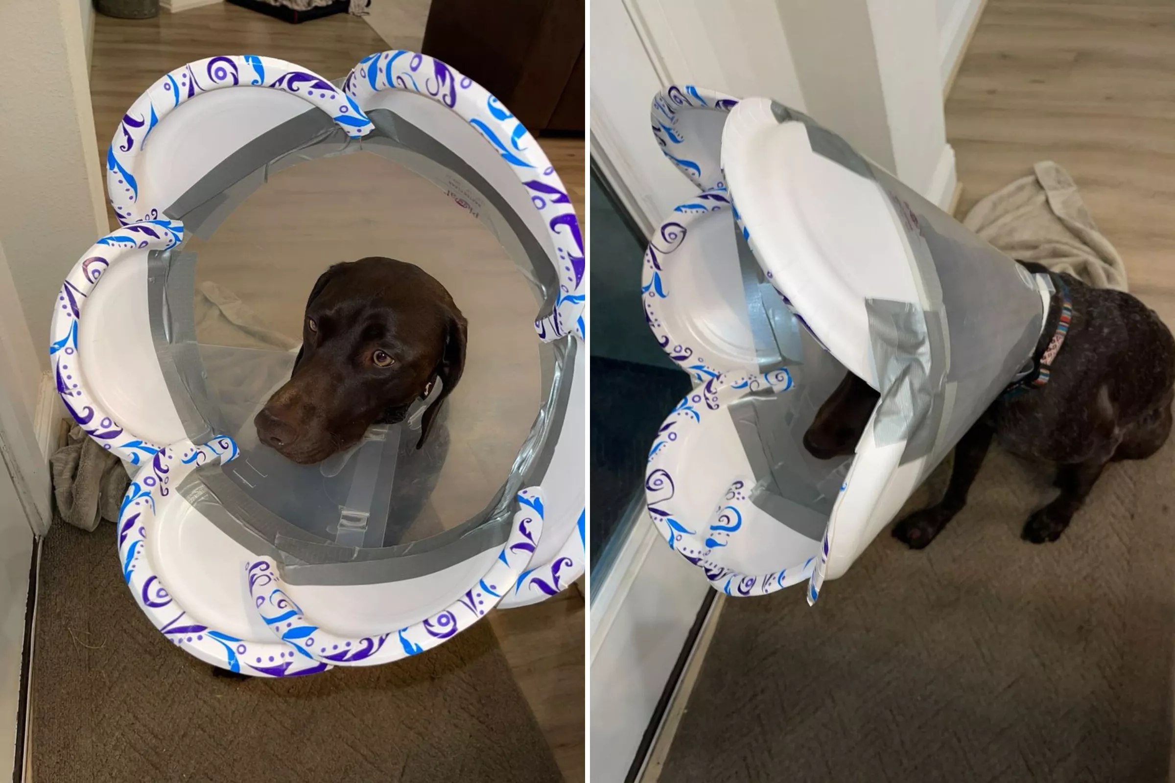 Dog Owner Hilariously Forced To Improvise After Cone of Shame Is Too Small - Vimarsana News