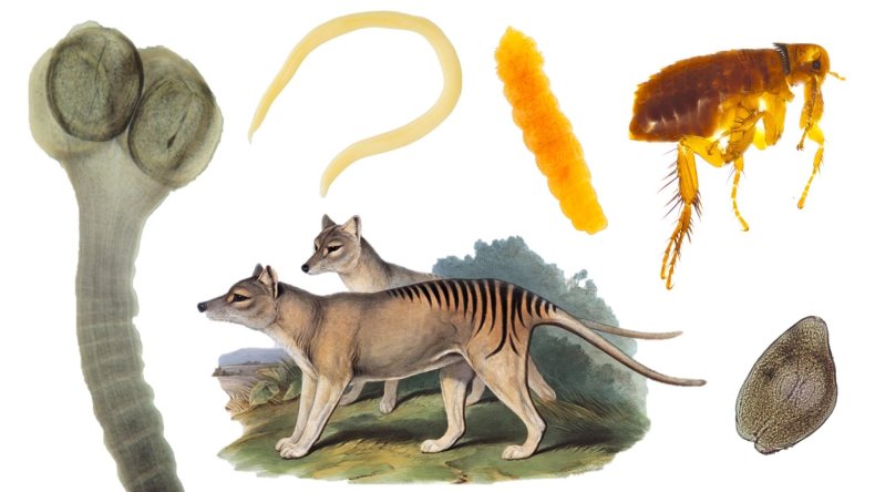 The thylacine and its parasites