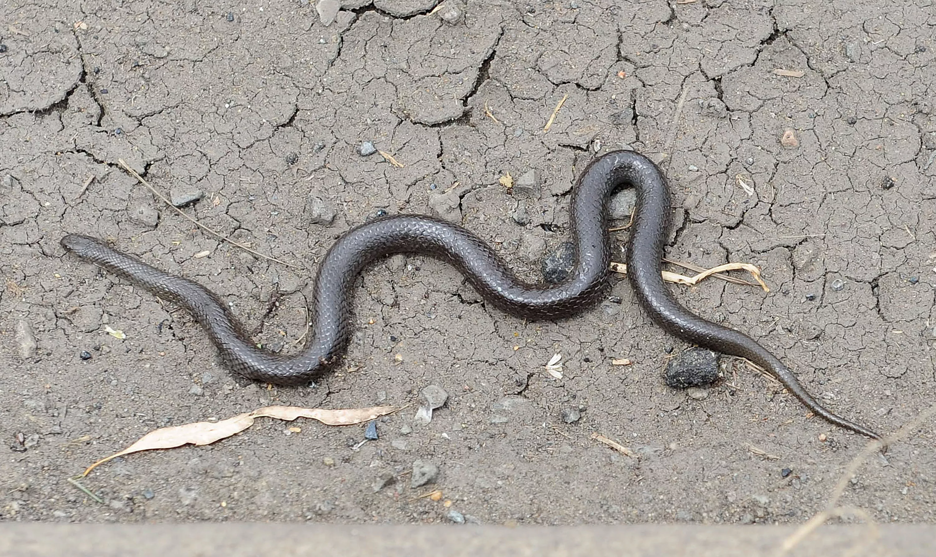 Venomous Spider vs. Deadly Snake: Man Intervenes in Wild Struggle - Vimarsana News