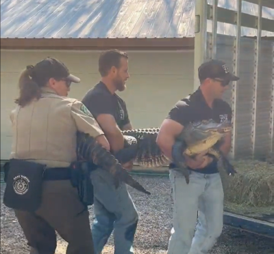 Alligator removed from Texas backyard