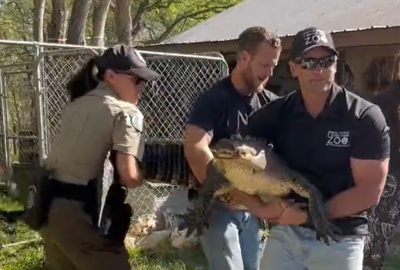 Alligator removed from Texas womans backyard