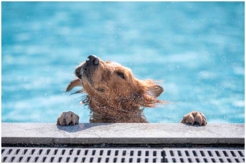 image of a dog in a pool