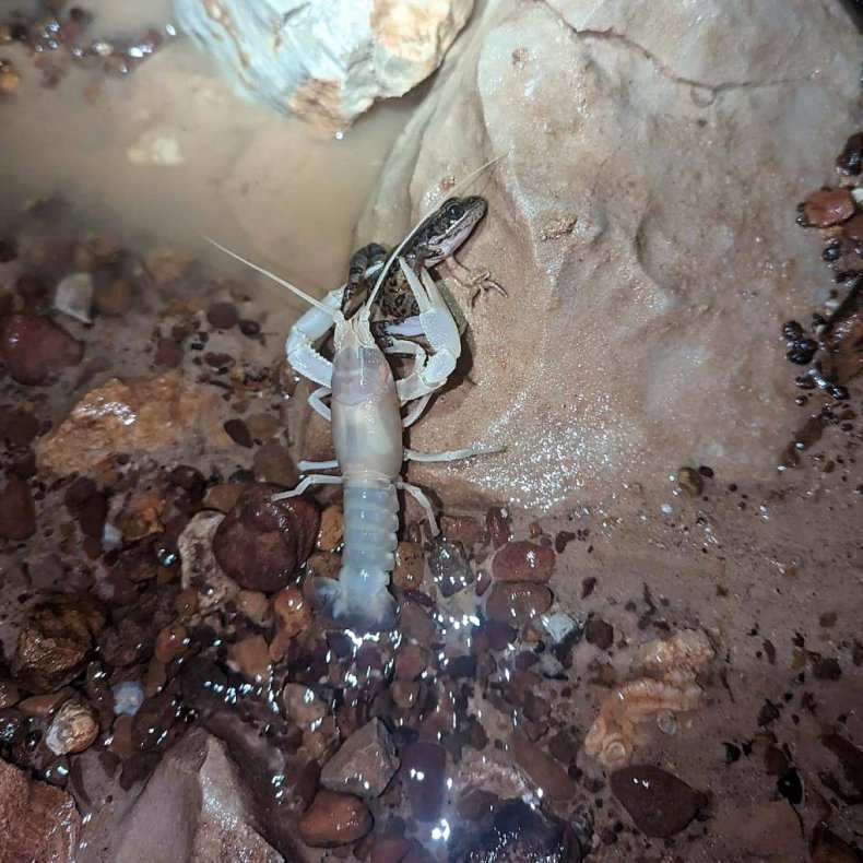 Cave crayfish eating frog