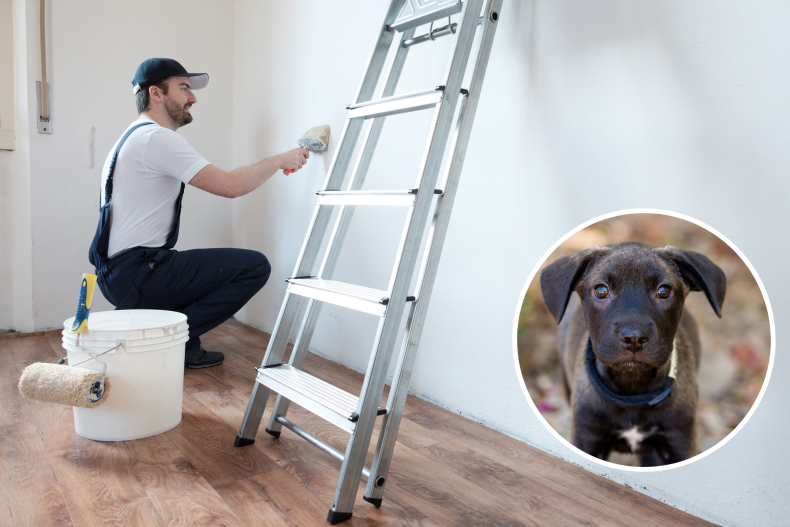 puppy in love with painter melts hearts