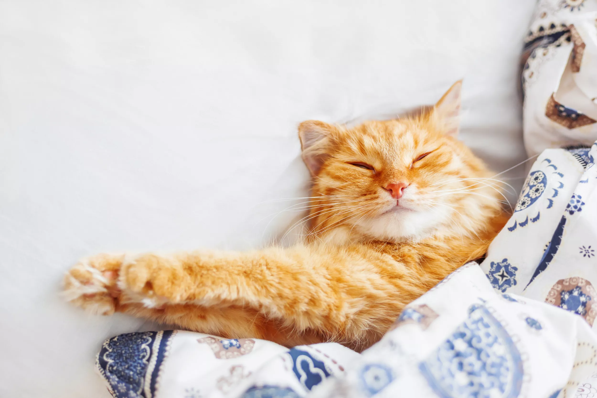 Hearts Melt Over Cat's Sleeping Position on Bed: 'The Legs Dangling' - Vimarsana News