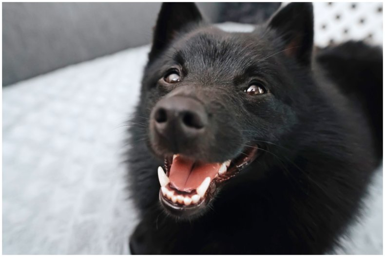 stock image of happy Schipperke dog