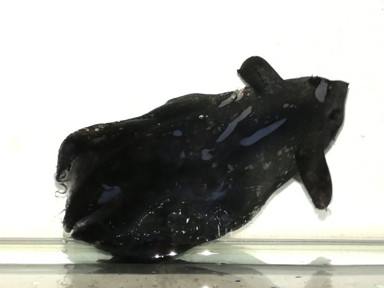 A black vampire squid speciment