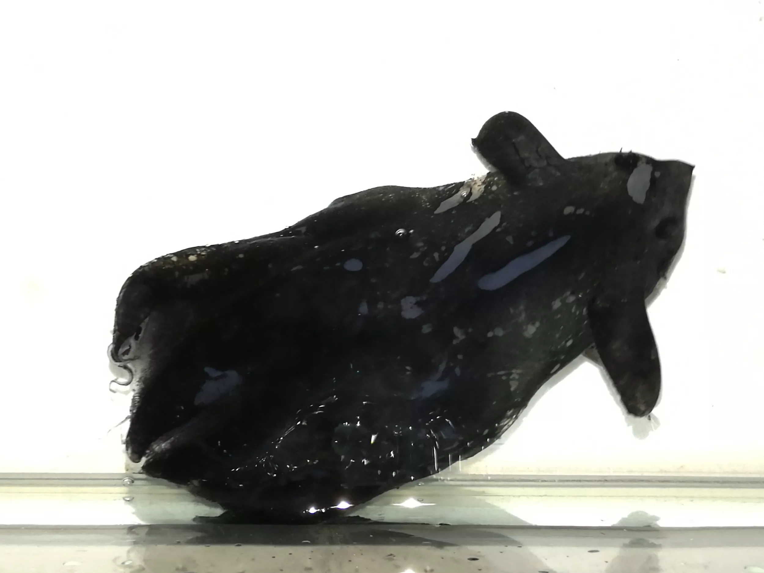 Rarely Seen Vampire Squid Dredged Up From 3,000ft Under the Sea - Vimarsana News