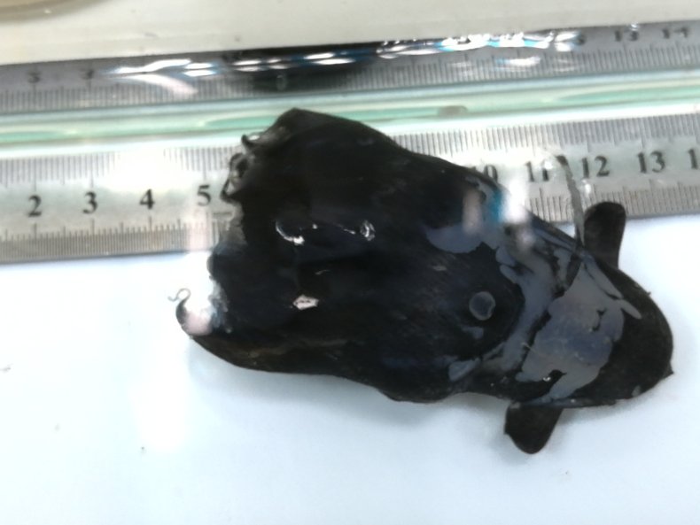 Black vampire squid next to a ruler