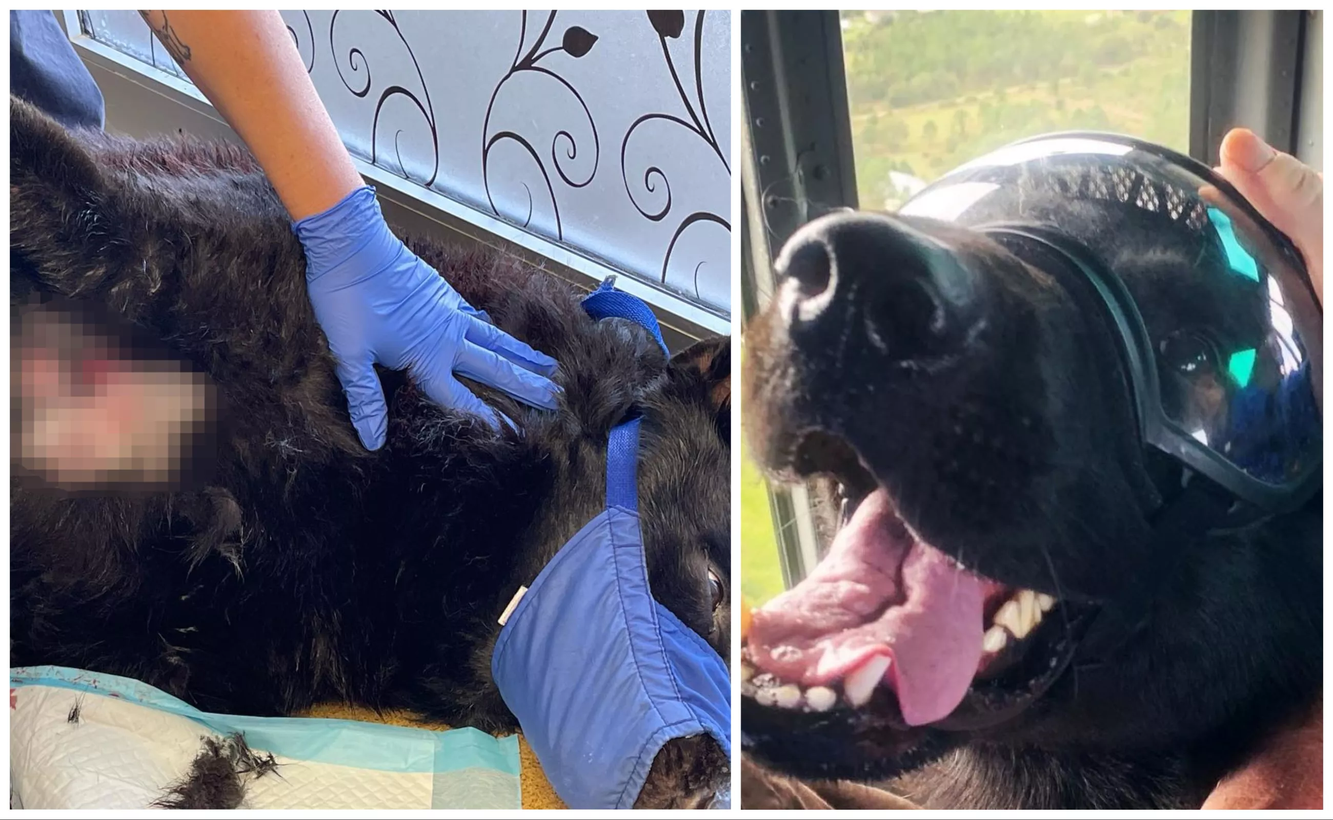 Florida Alligator Bites K9 Dog Down 'To the Bone' in Shocking Attack - Vimarsana News