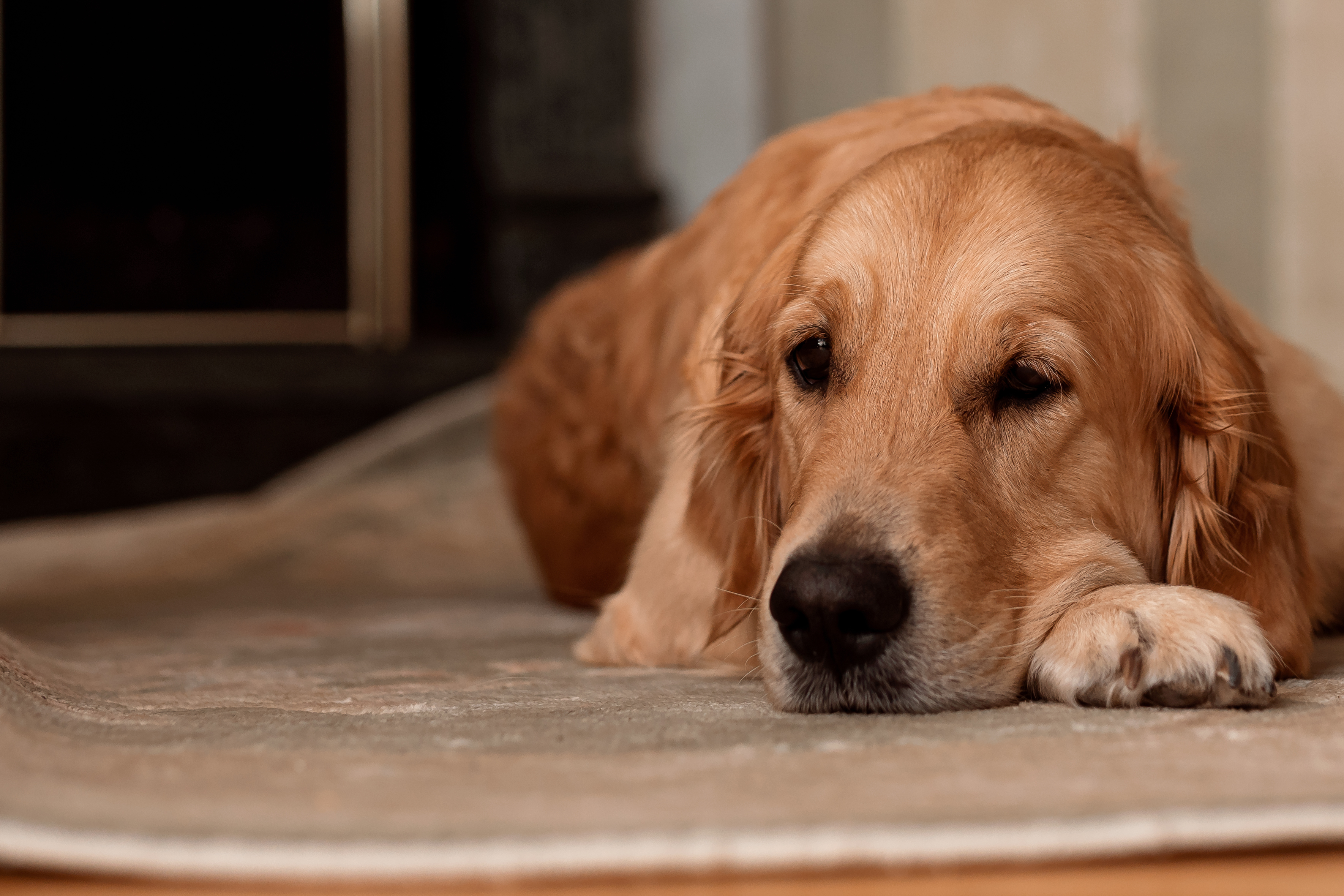 Golden retriever has cute reaction to his sister walking - Upworthy