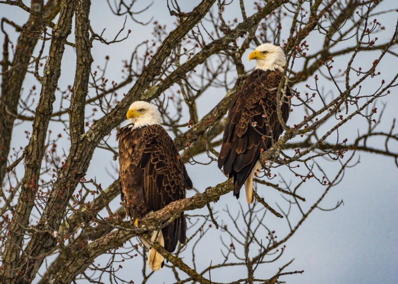 Bald eagles perched on branch 