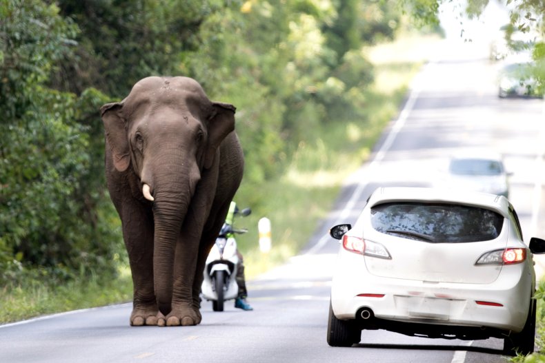 asian elephant in the road