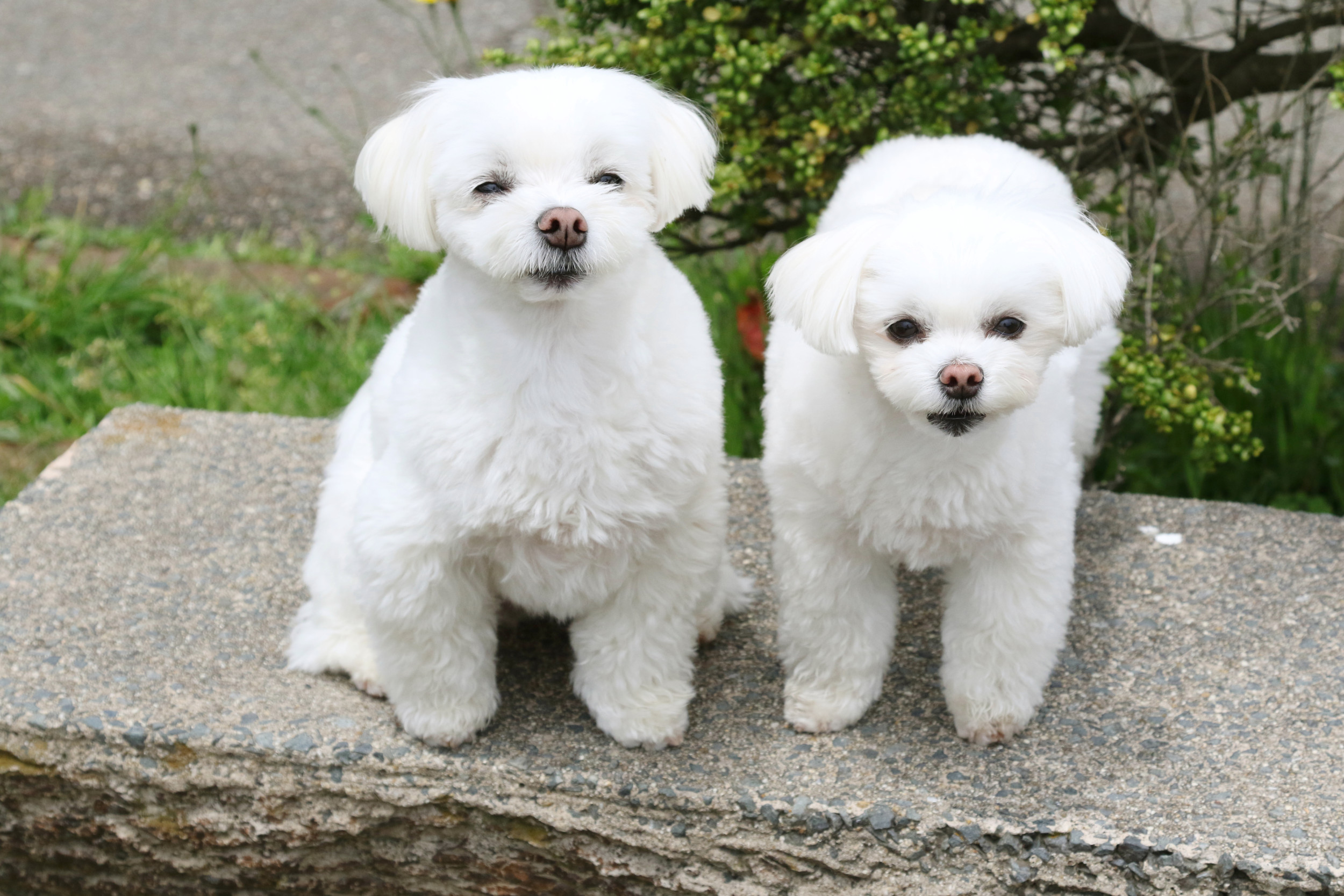 white dogs