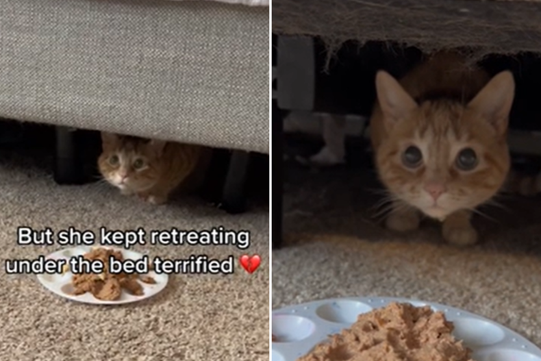 Terrified Cat After Spending Night Alone