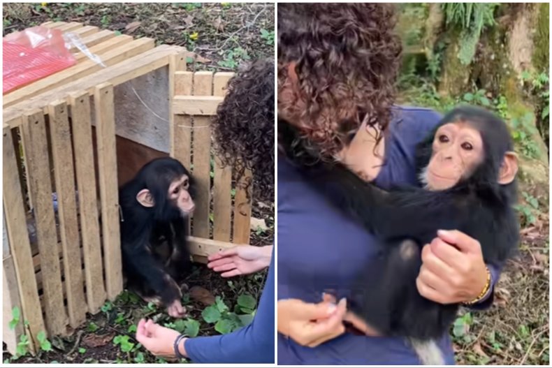 Baby chimpanzee hugs rescuer