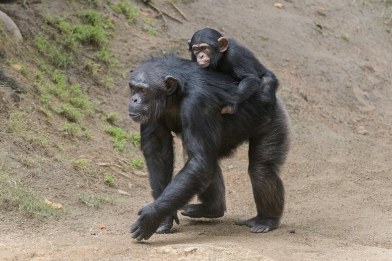 Mother chimpanzee with baby