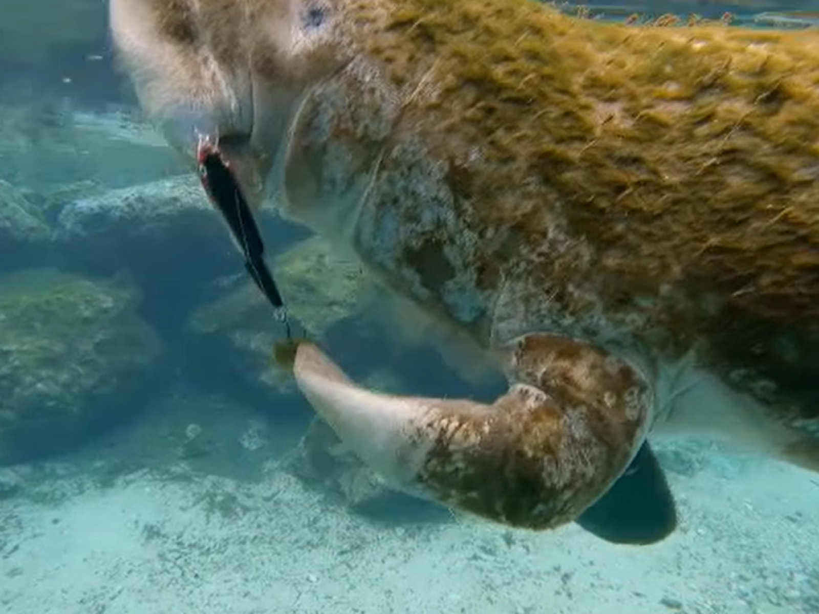 Bacuri Fish Manatee Fish Hope Floats In The Amazon As Bacuri, A Young Manatee,
