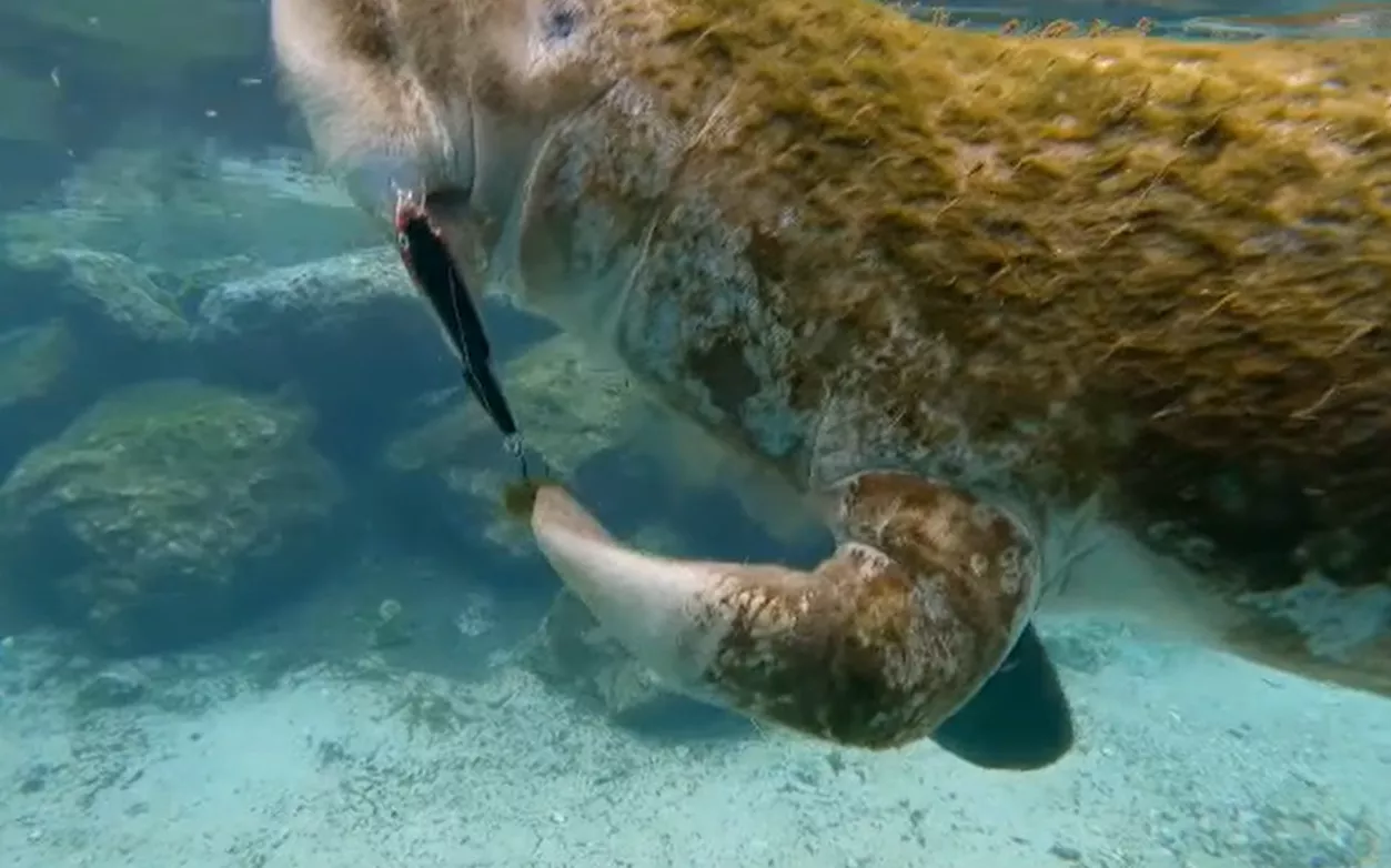 Manatee Found Tangled in Fishing Lure Hooked Between Fin and Face