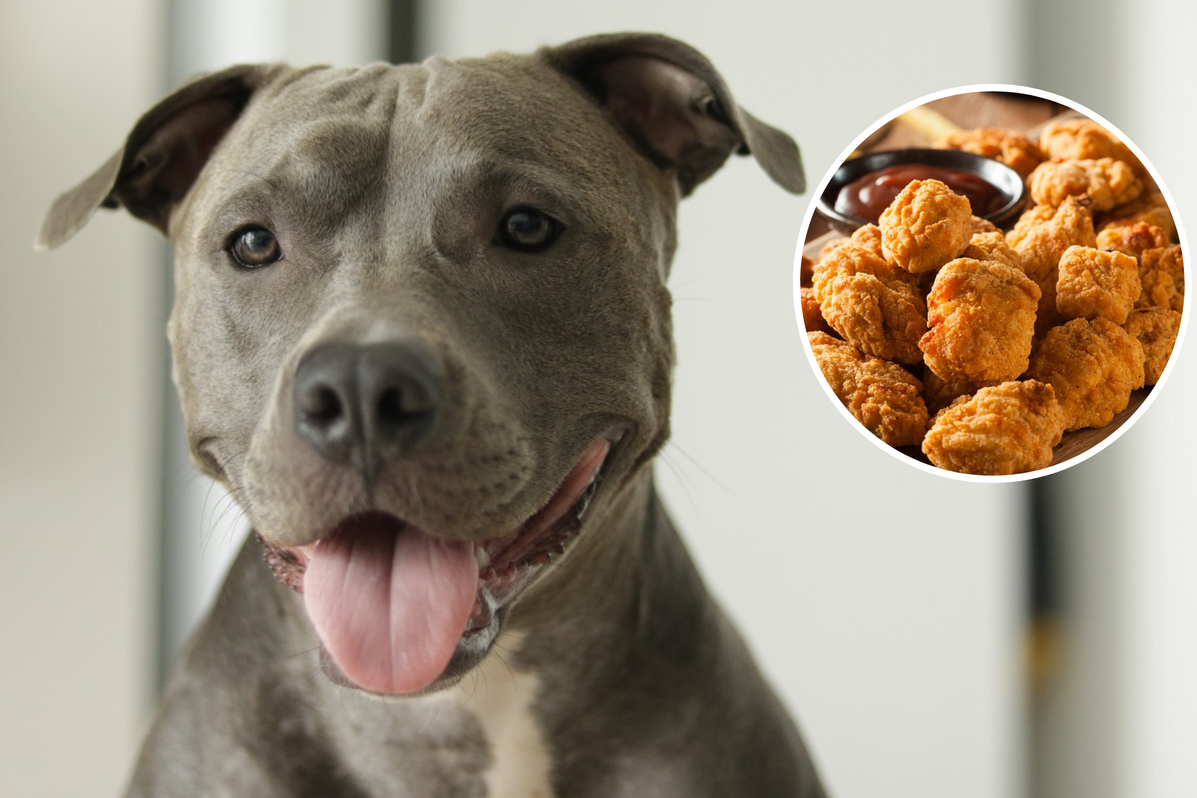 Pit Bull Can't Contain Excitement at McDonald's Meal—'Chicken Nugget Happy'