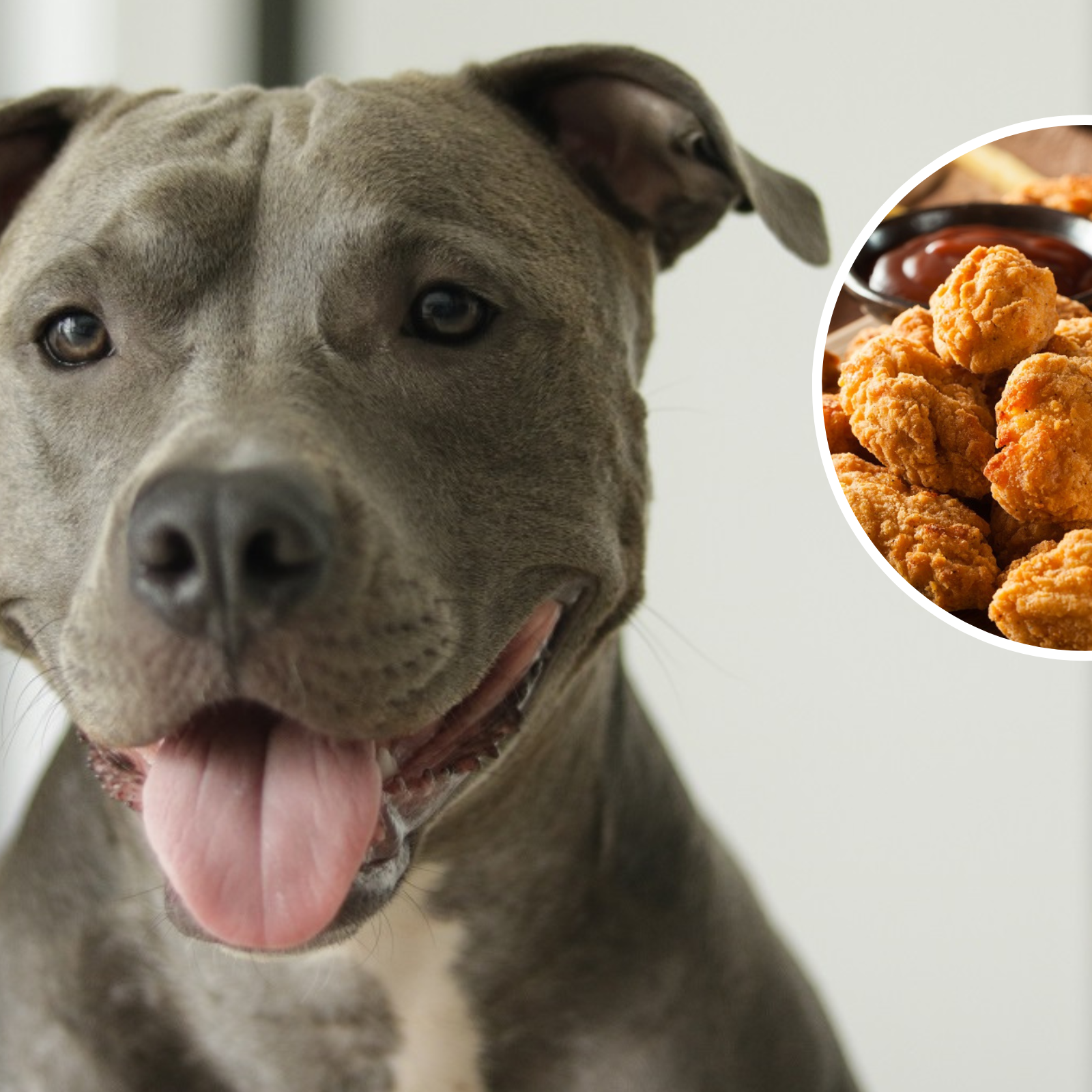 Pitbull hot sale dog diet