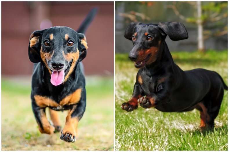 Stock images of sausage dogs