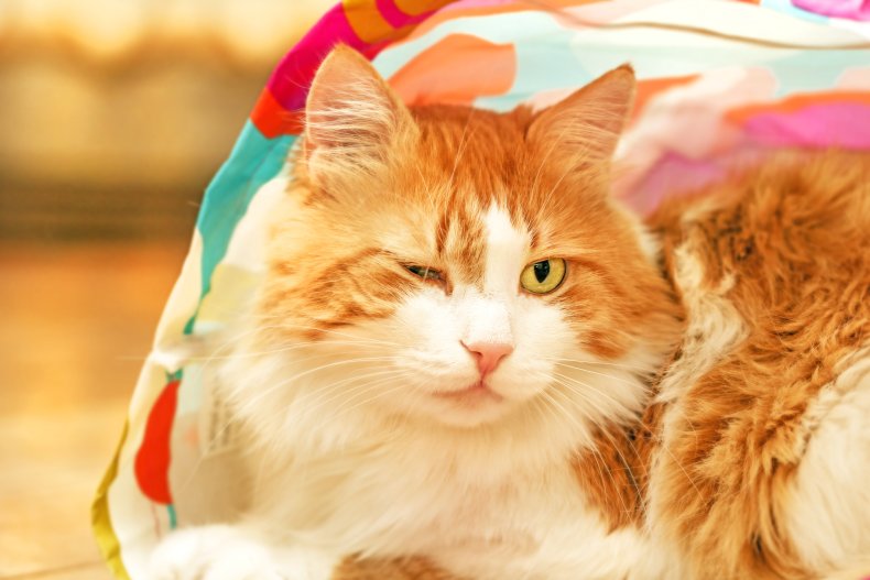 A ginger and white cat winking