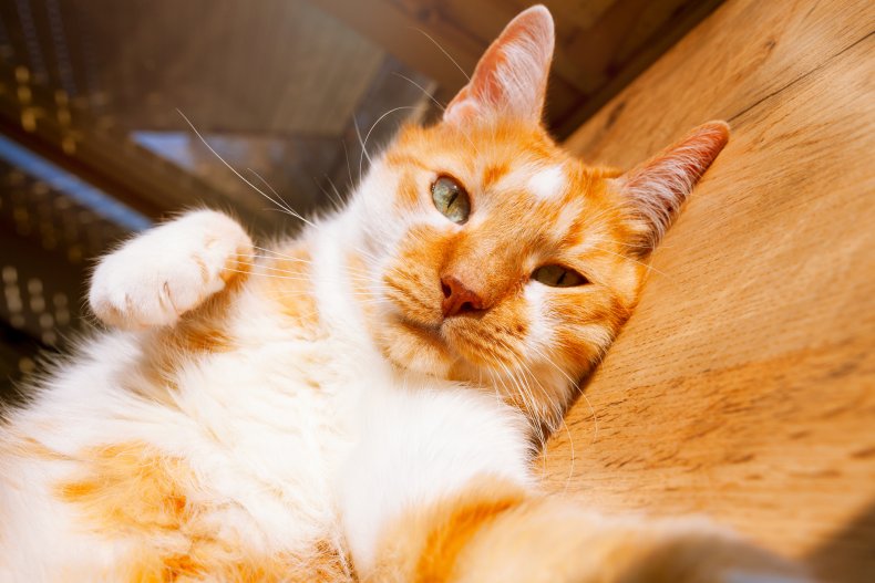 Ginger and white tabby looking into camera