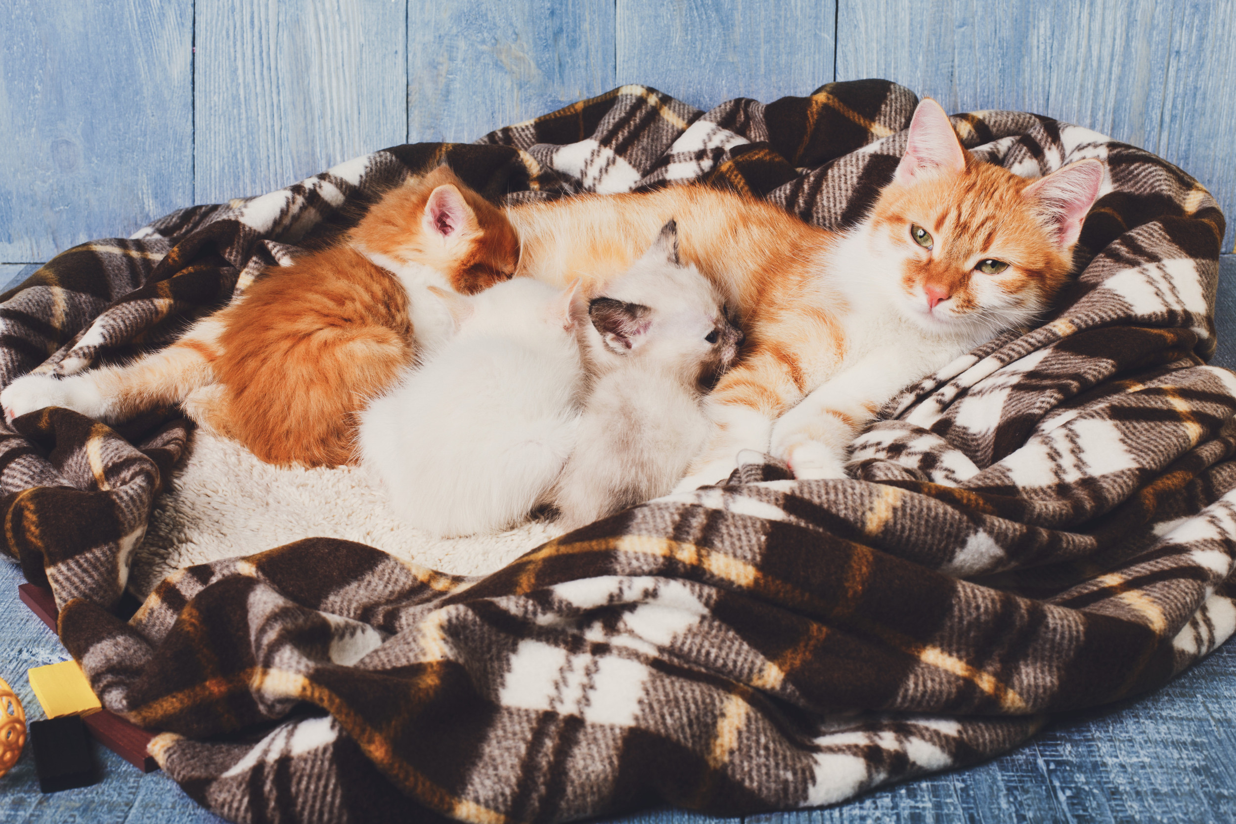 Kitten nursing cheap blanket