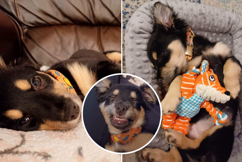 Puppy Mabel