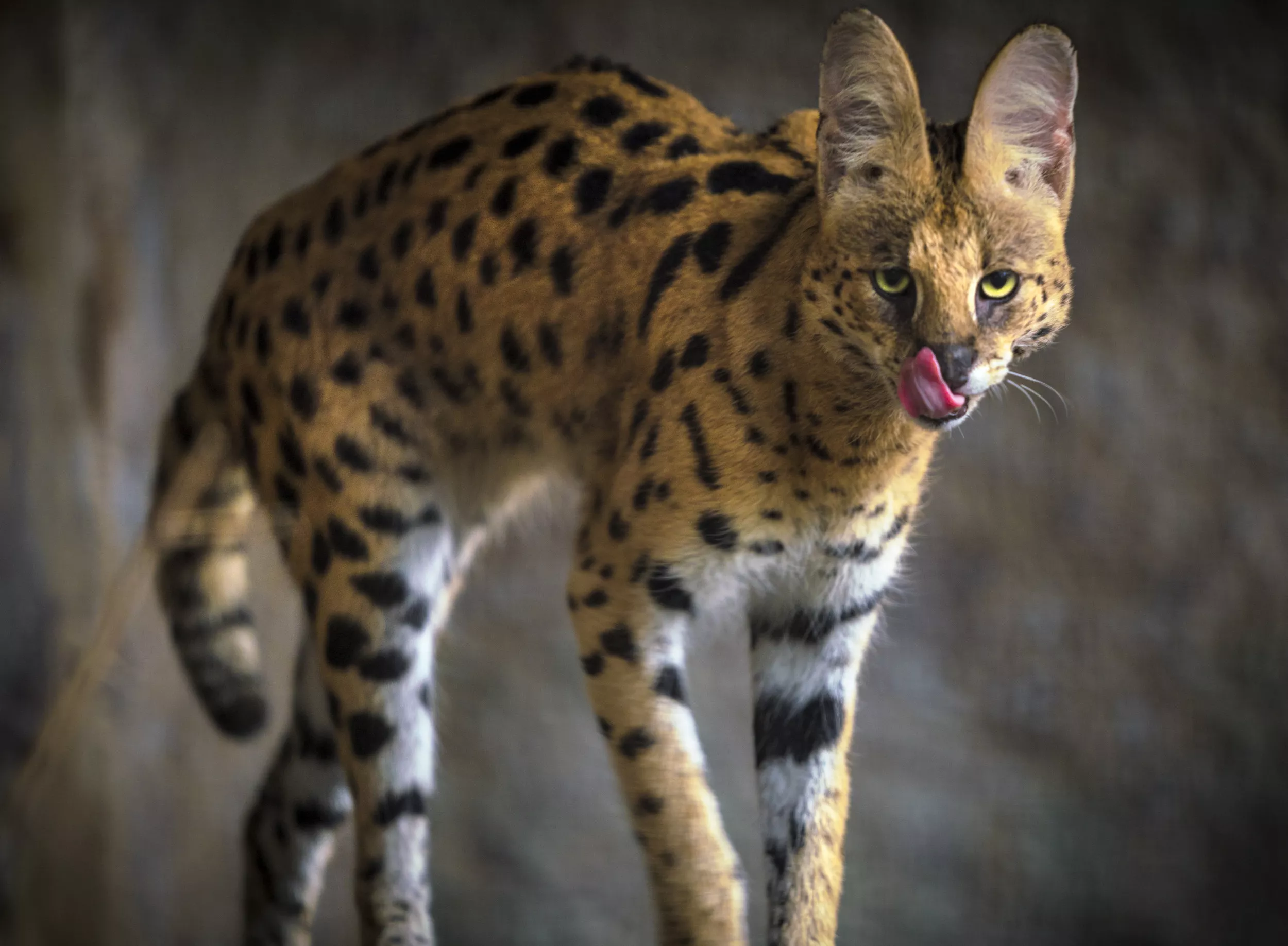 Exotic Cat Found Roaming Cincinnati on Cocaine Taken In by Zoo - Vimarsana News