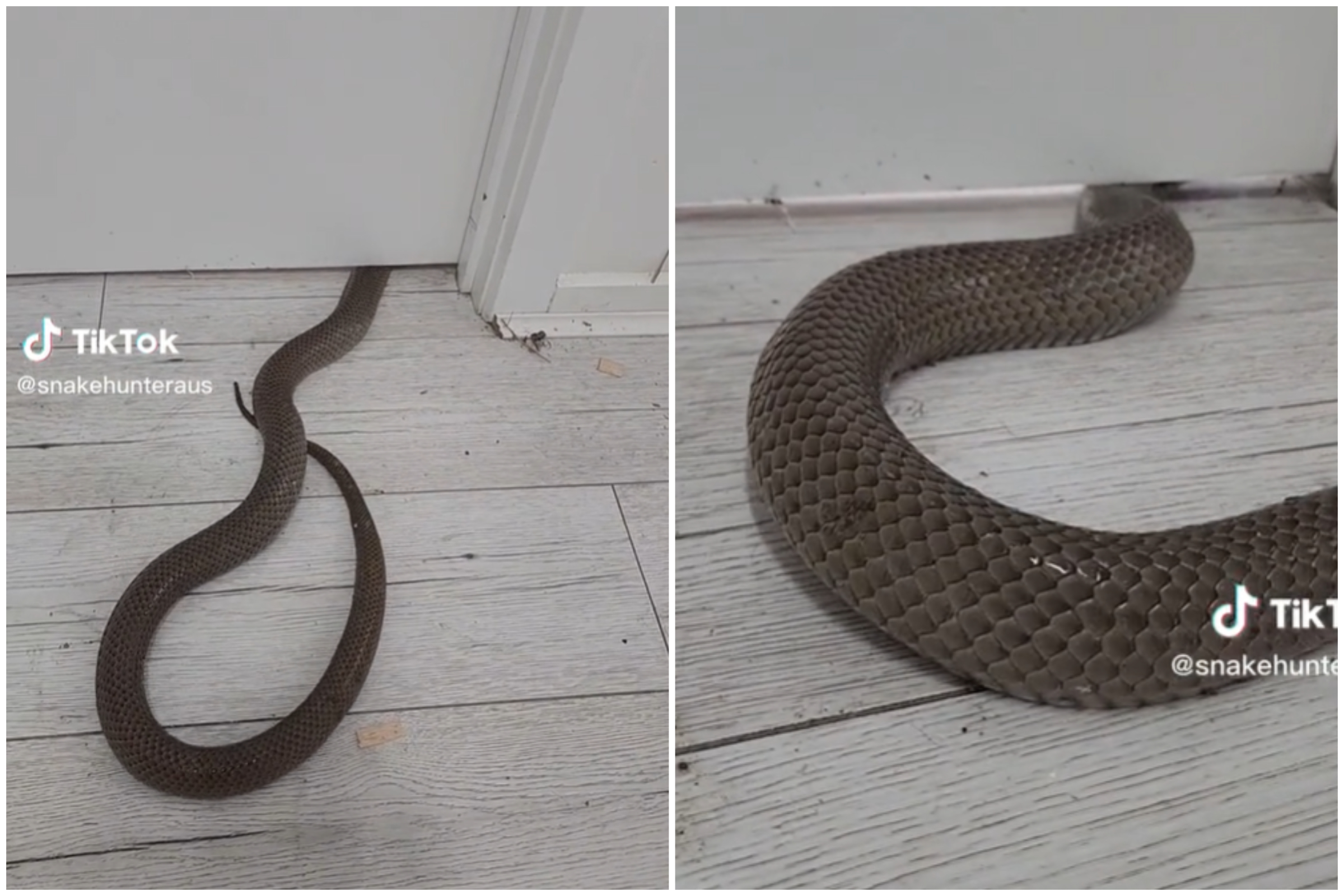 https://d.newsweek.com/en/full/2205779/snake-slithers-under-door.jpg