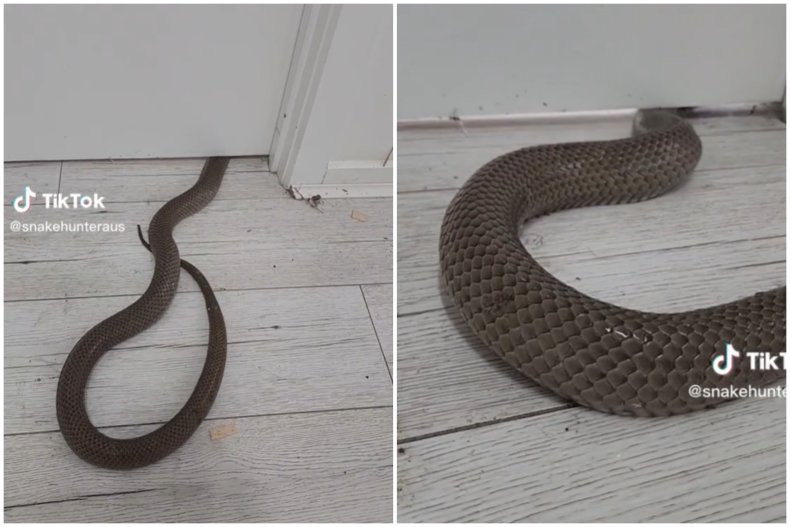 Snake slithers under door