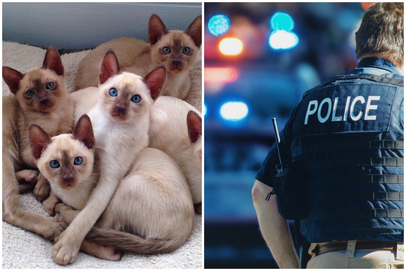 cats and an image of a police 