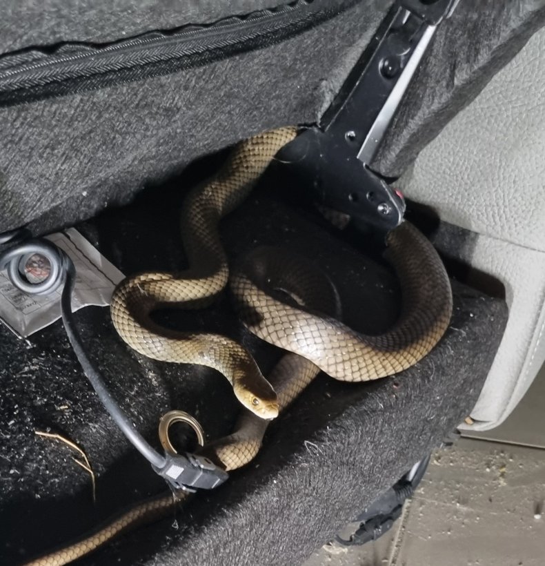 Eastern brown snake inside couch