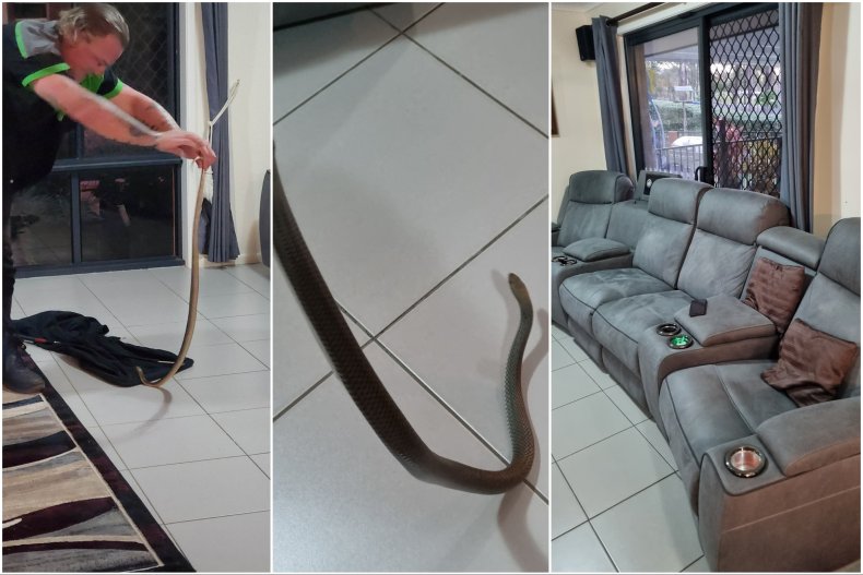 Eastern brown snake removed from family couch