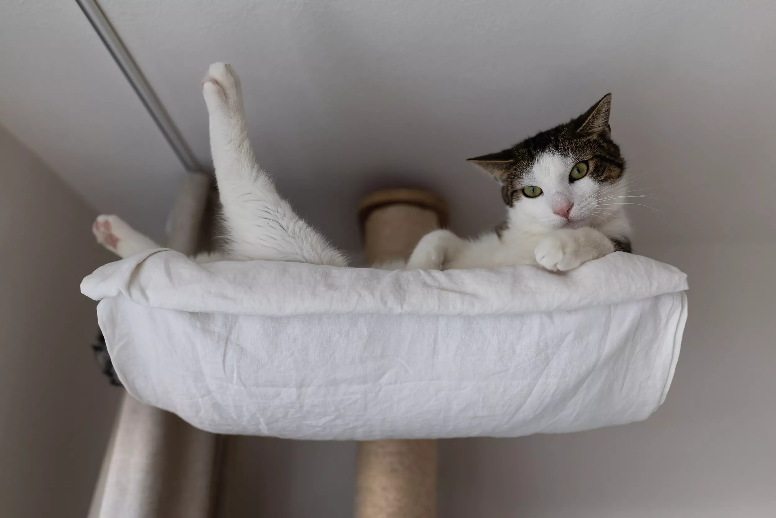 Cat's 'Rent-Free' Lifestyle–Which Includes Sunbathing–Delights Internet - Vimarsana News