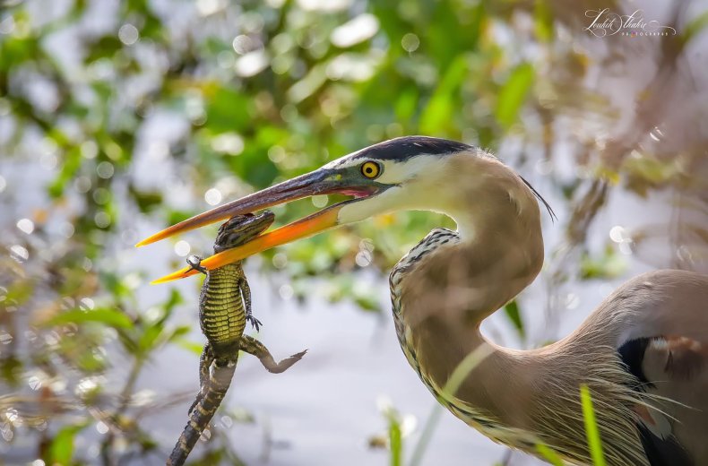 Loukik Thakre Nature Photography