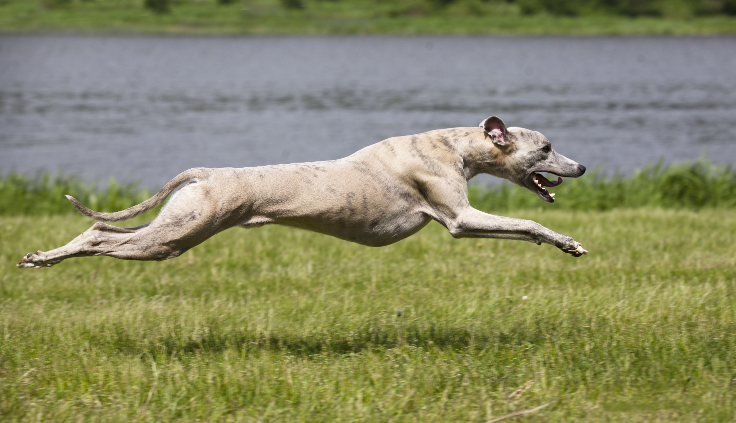 vacation Running whippet