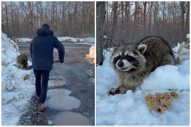 Raccoon rescued in snow