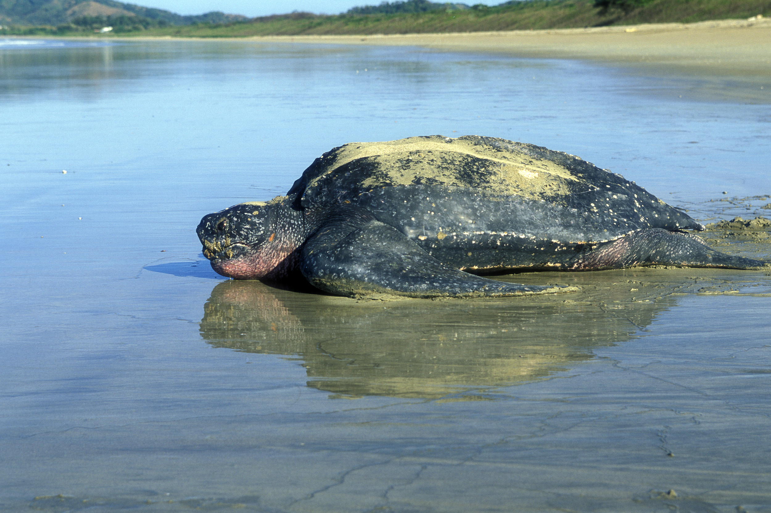 100 Most Beautiful Animals in the World - Leatherback Sea Turtle