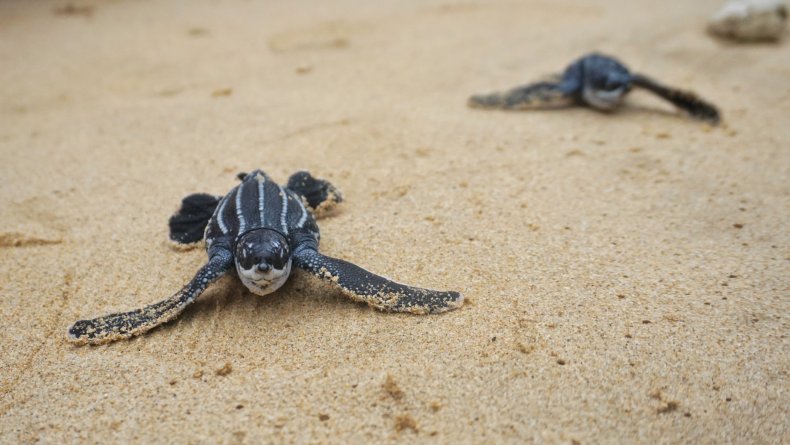 baby leatherbacks