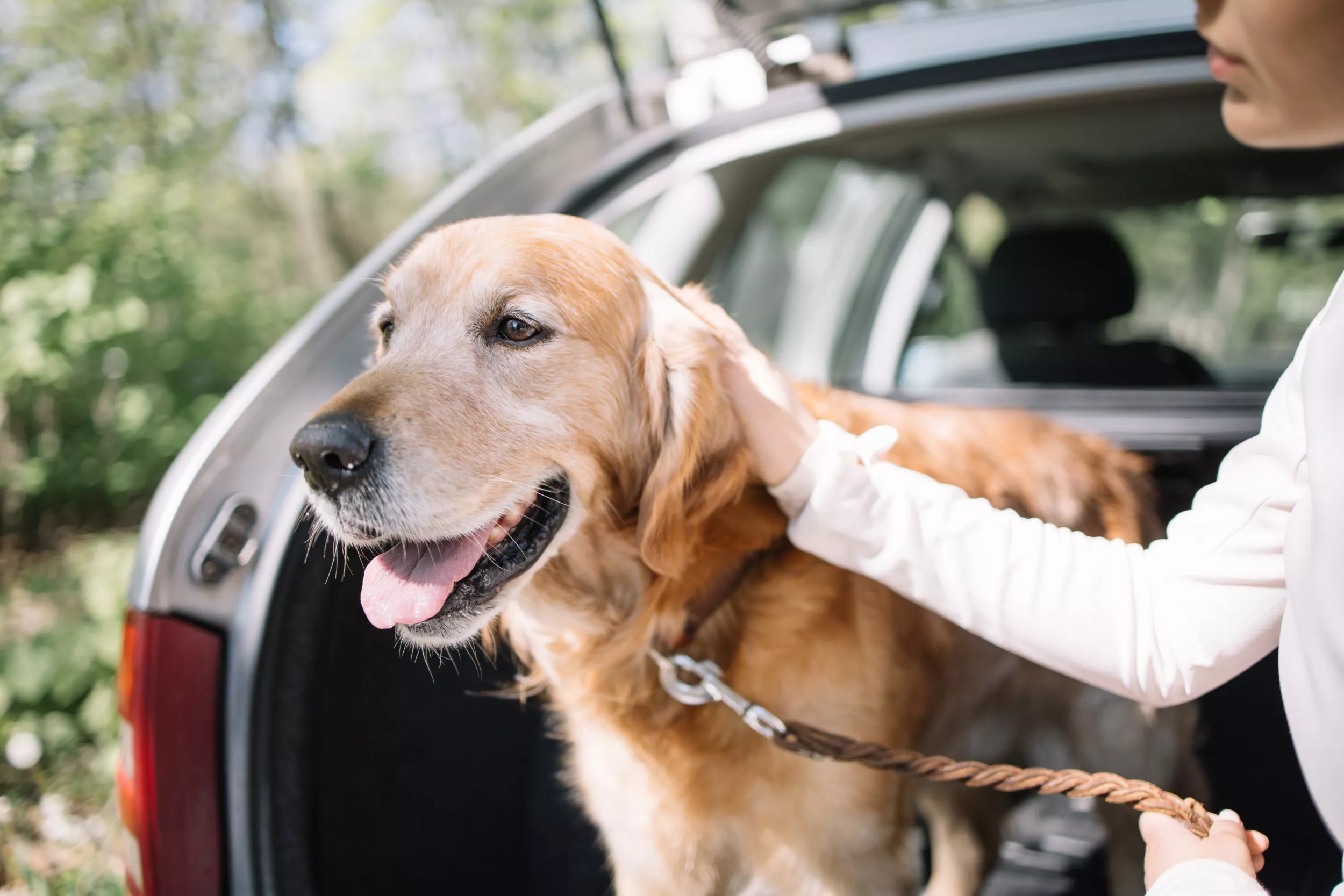 Golden Retriever Proves Why He's a 'Boujee Breed' While Traveling in Car - Vimarsana News