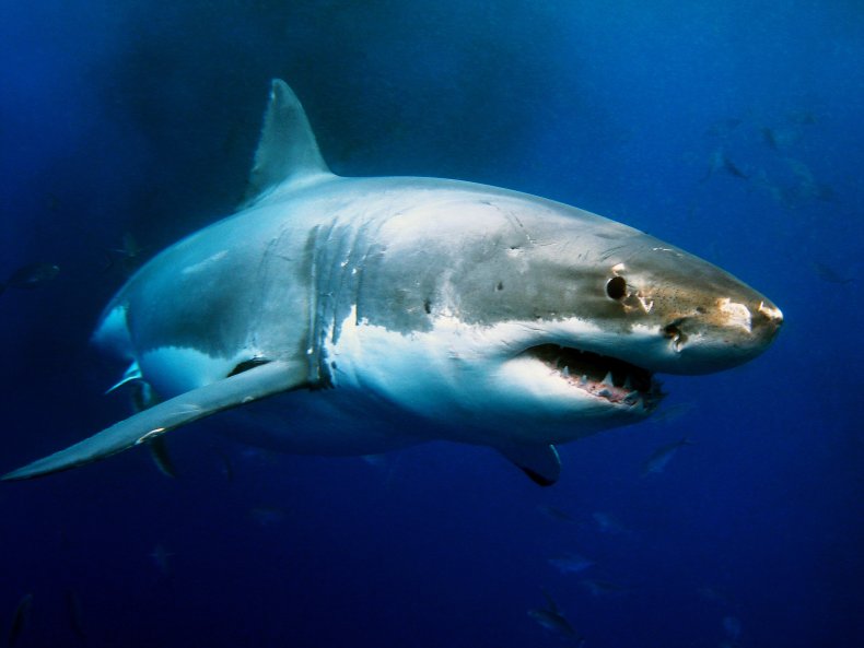Great white shark swimming 