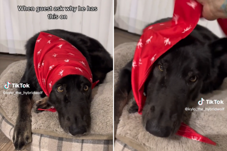Kylo the woldog in his headscarf